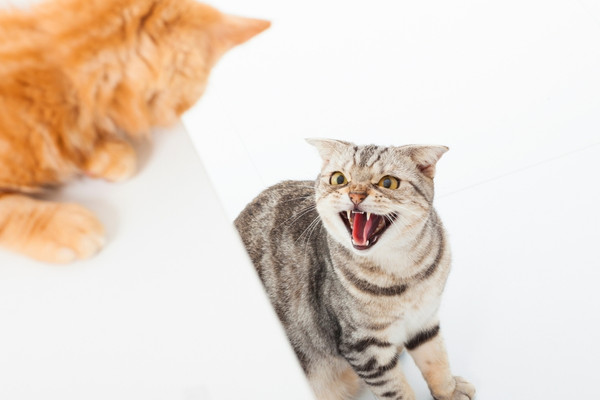 De Feliway Friends verdamper helpt bij conflicten tussen meerdere katten in één huishouden