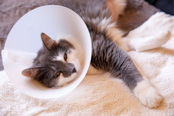 Feliway Help! helpt uw kat ontspannen tijdens herstel na een operatie of narcose