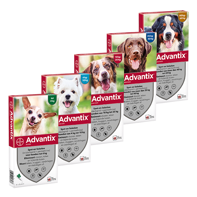 Kolibrie Reageer plak Advantix Hond | Vlooiendruppels voor Honden