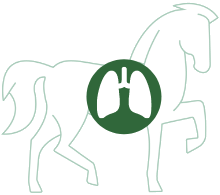 Longen | Luchtwegen