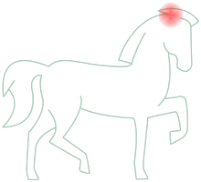 Oren