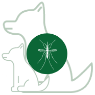 Insecten