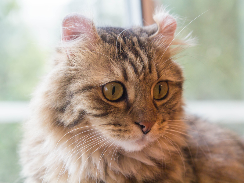 American Curl