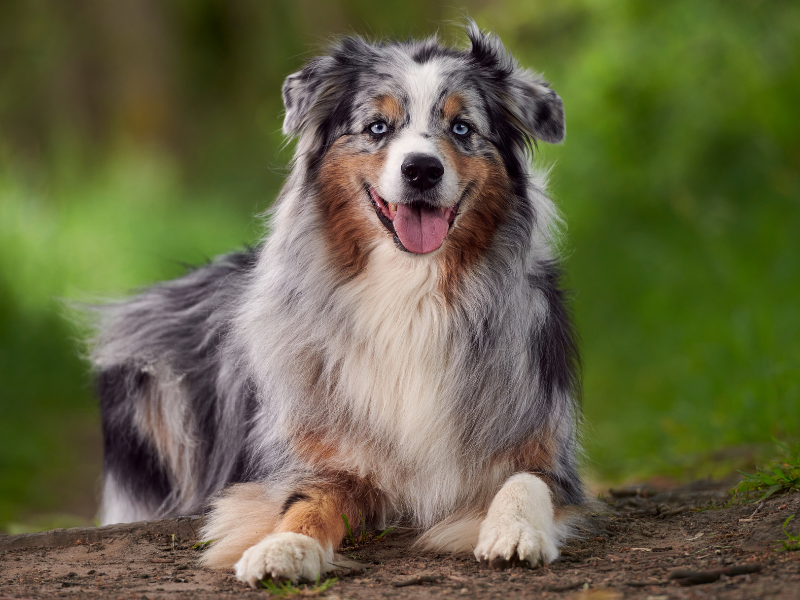 Australian Shepherd
