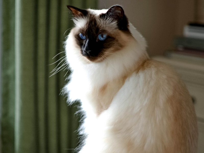 Balinese Kat
