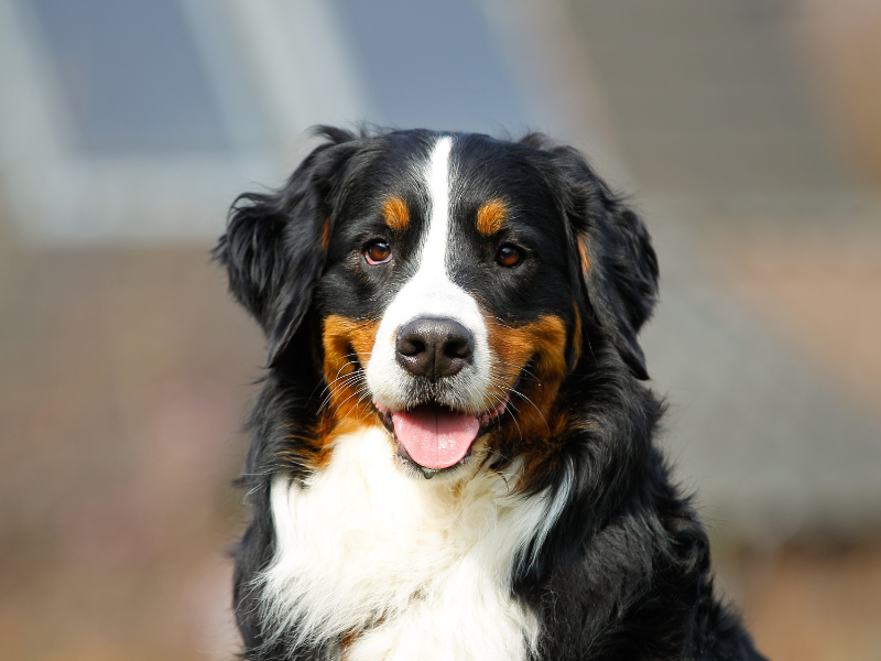 Berner Sennenhond
