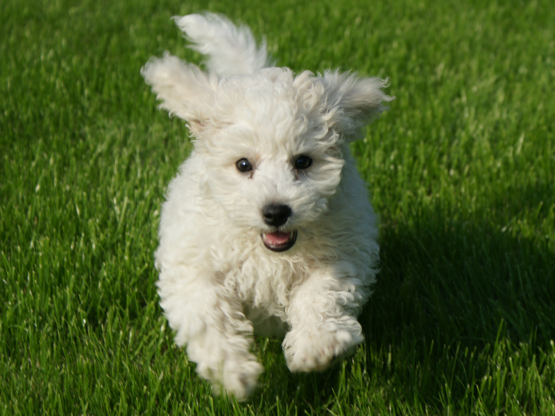 Bichon Frise