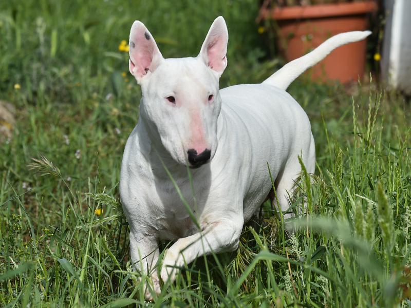 Bull Terrier