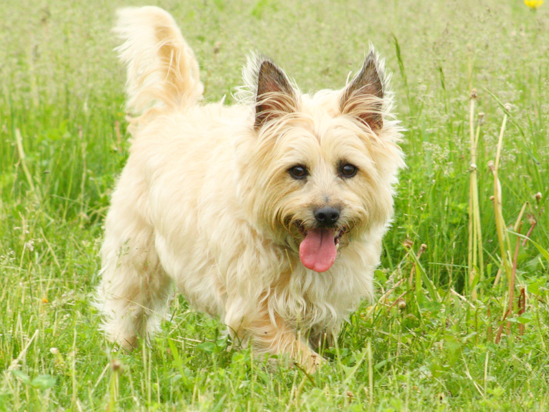 Cairn Terrier