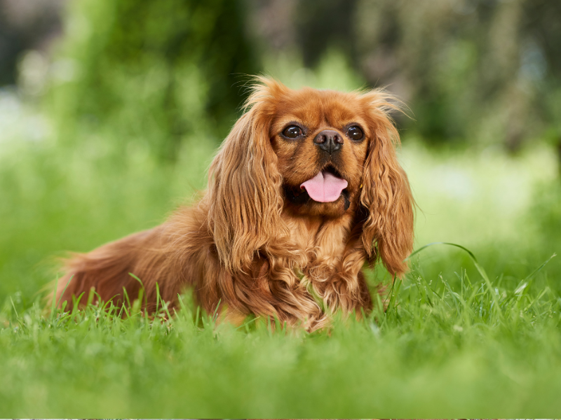 Cavalier King Charles Spaniel