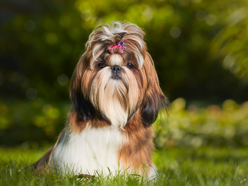 Shih Tzu