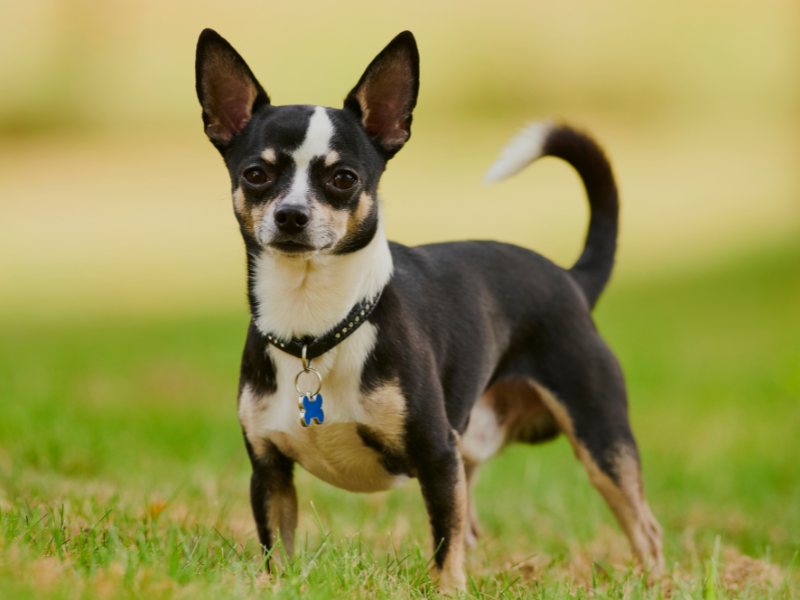 Chihuahua
