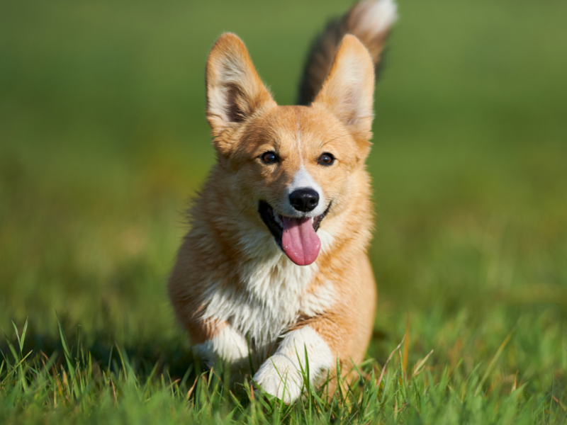 Corgi