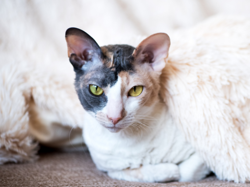 Cornish Rex