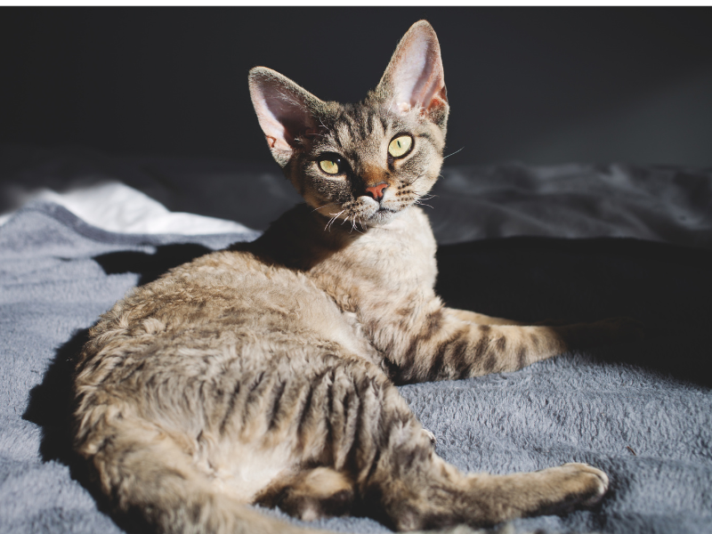 Devon Rex