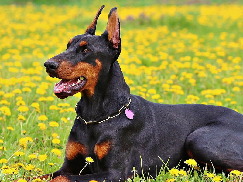 Dobermann