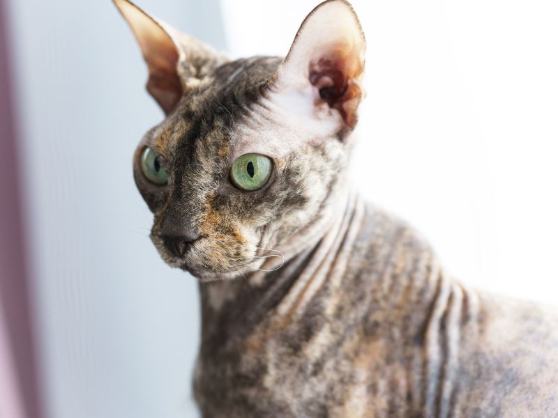 Don Sphynx