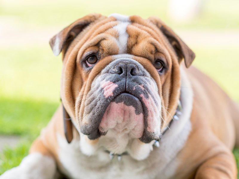 Engelse Bulldog