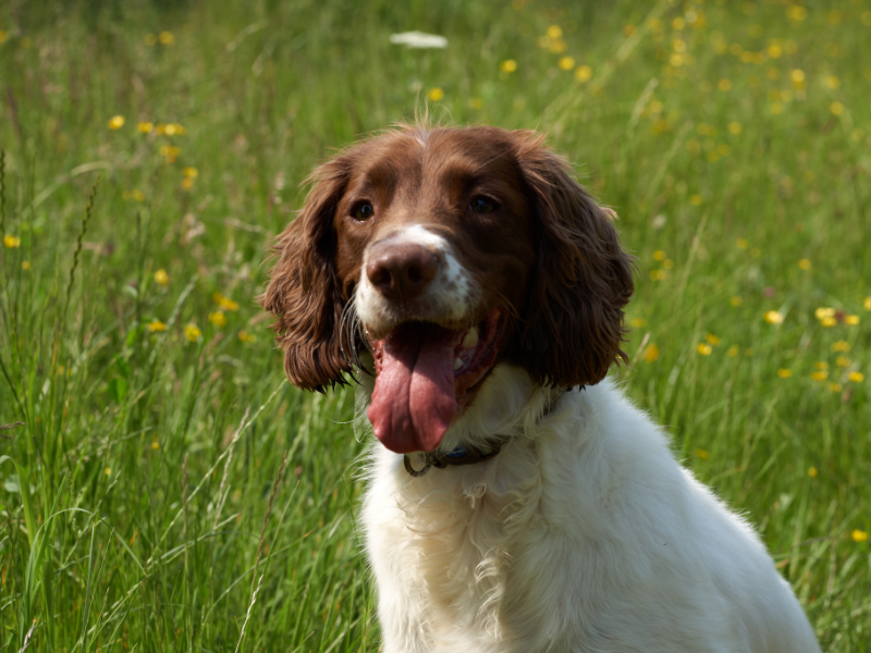 Engelse Springer Spaniel
