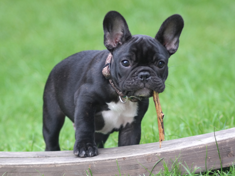 Franse Bulldog
