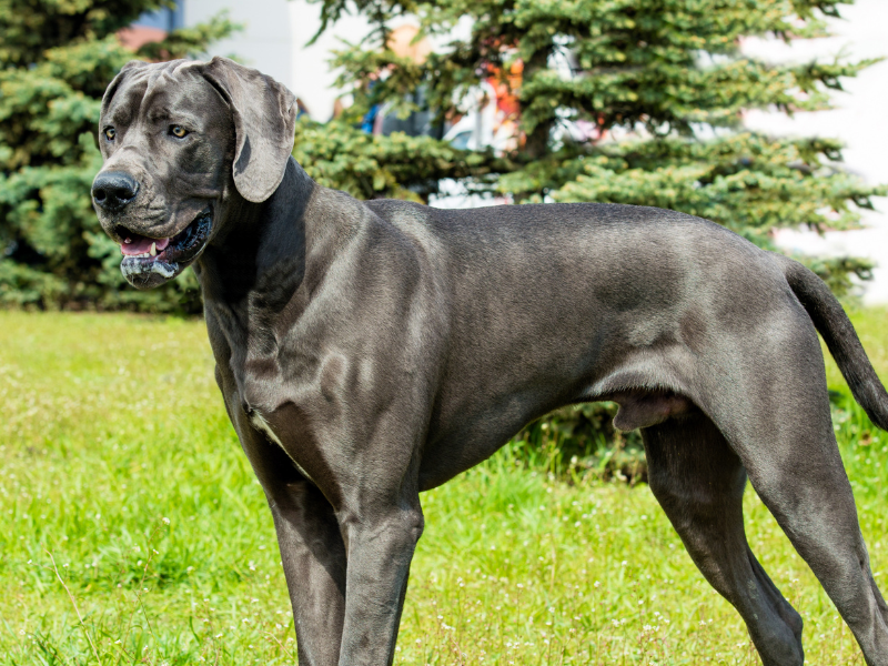 Great Dane
