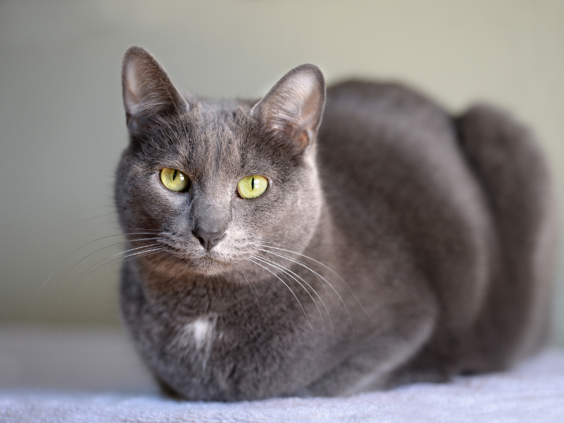 Korat