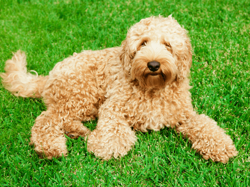 Labradoodle