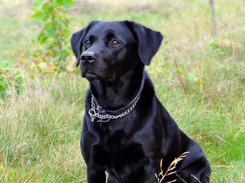 Labrador Retriever