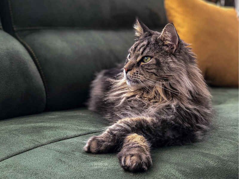 Maine Coon
