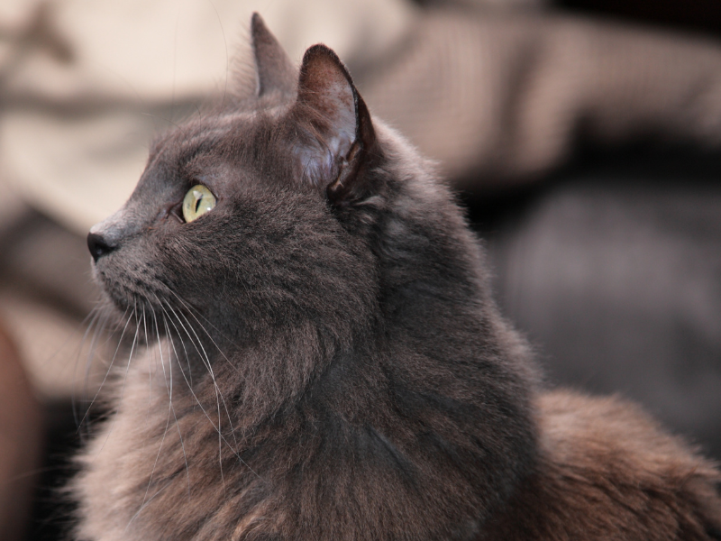 Nebelung