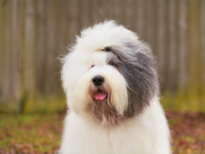 Old English Sheepdog