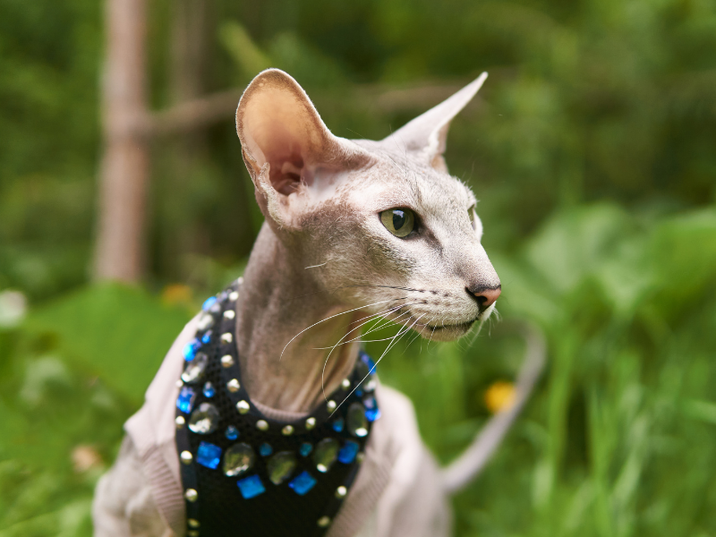 Peterbald