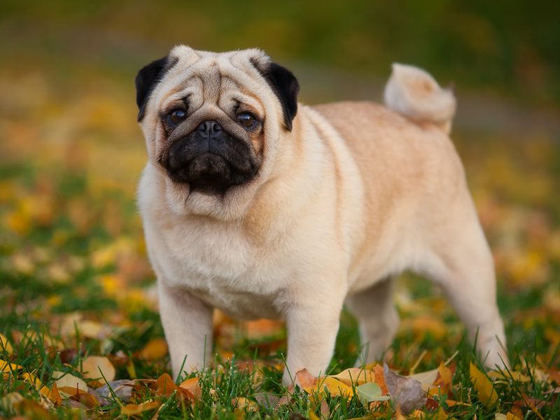 Pug