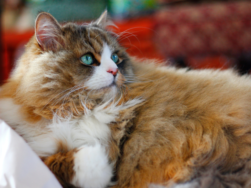 Ragamuffin