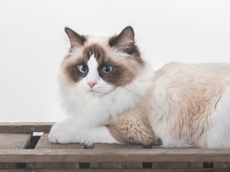 Ragdoll