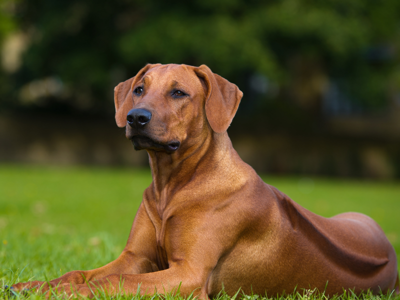 Rhodesian Ridgeback