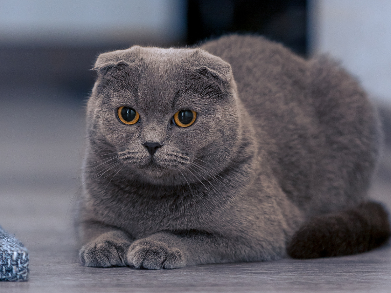 Scottish Fold