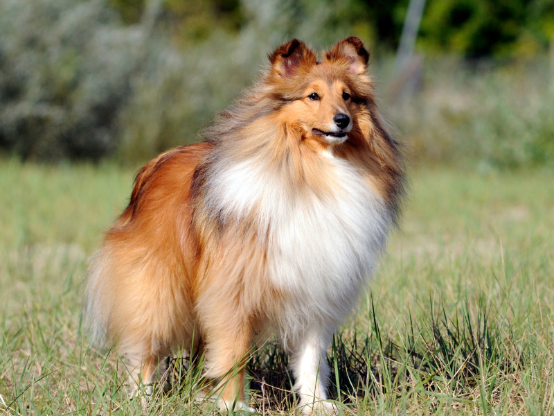 Sheltie