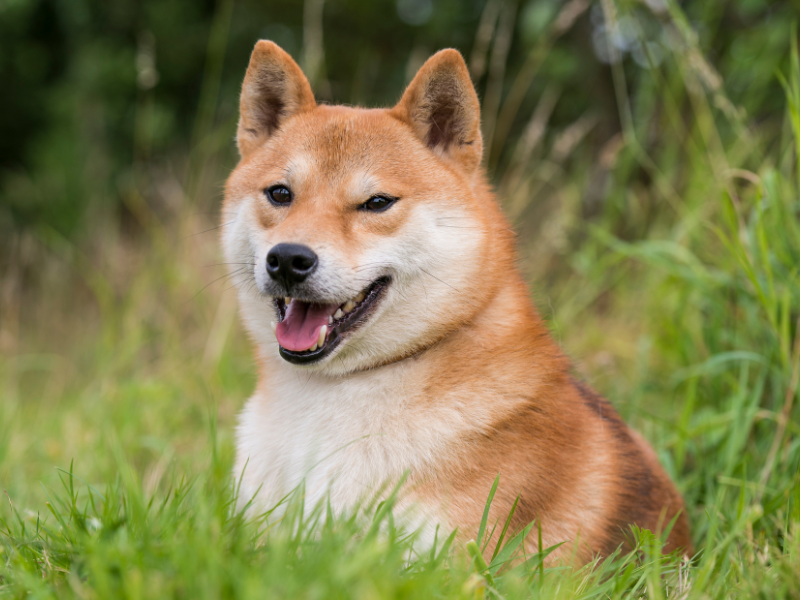 Shiba Inu