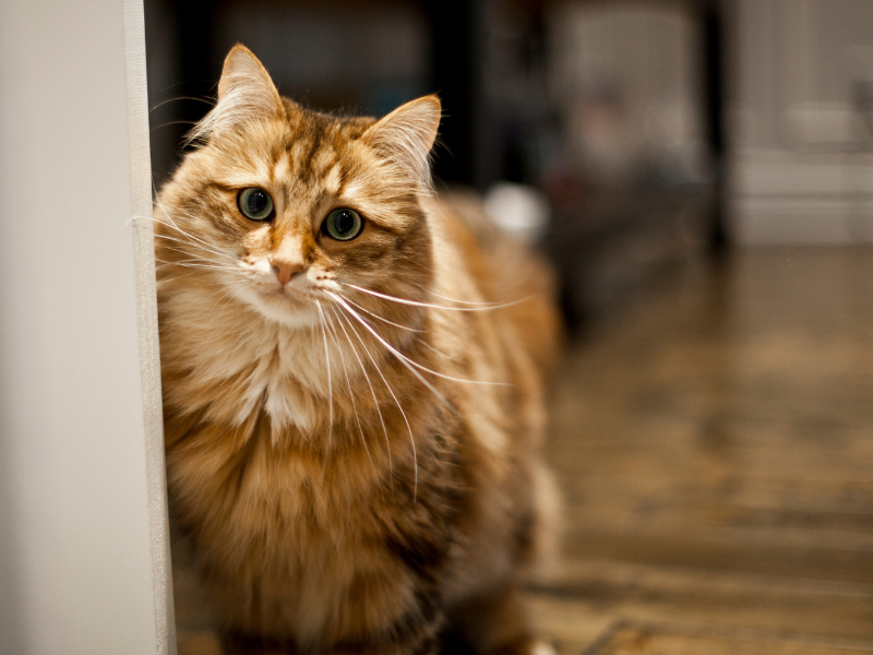 Siberische Kat