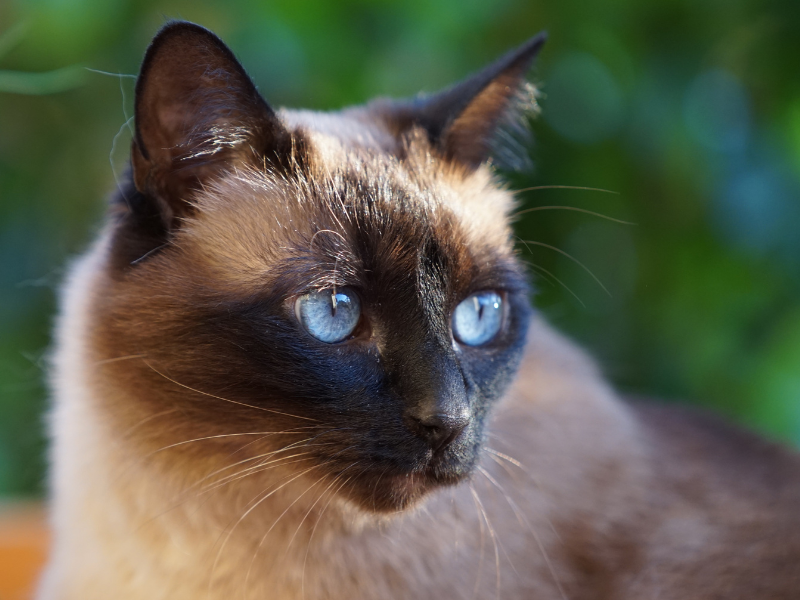 Thaise Kat