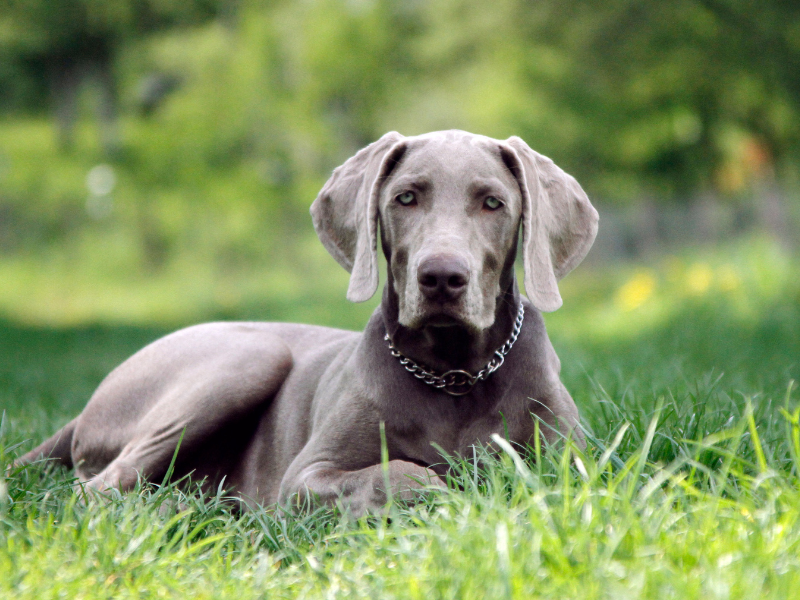 Weimaraner