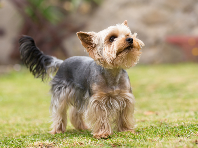 Yorkshire Terrier